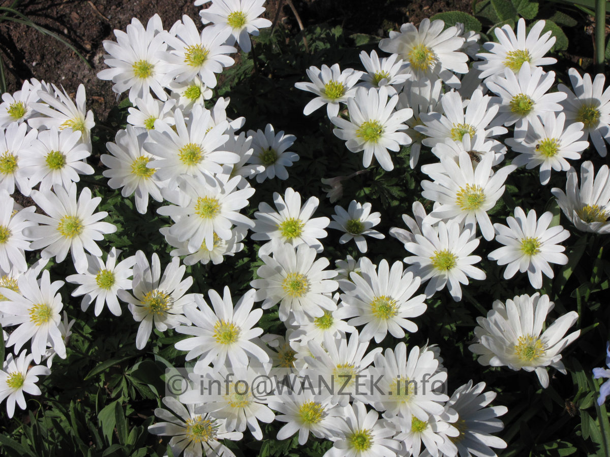 Anemone blanda White Splendour 02.JPG